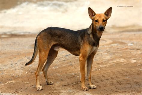 The Indian Pariah Dog Madras Courier