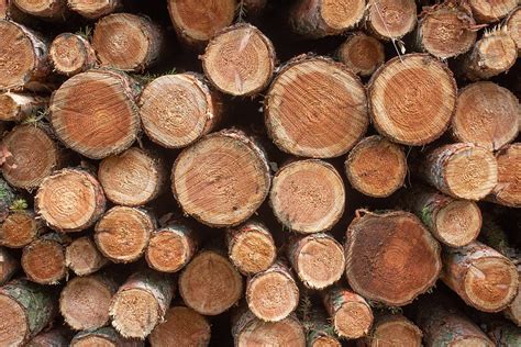 Wood Logs Bole Free Photo On Pixabay Pixabay
