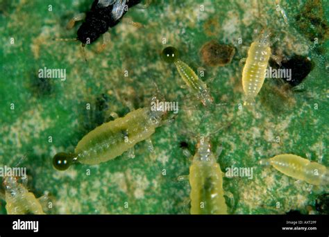 Black Thrips Echinothrips Americanus On Hi Res Stock Photography And