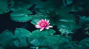 Lotus Flower In Water 4k Wallpapers Hd Wallpapers Id