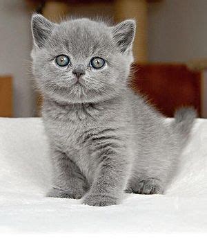 Experience with british shorthair cats. Image chaton mignon a télécharger - Photo de chat | Image ...