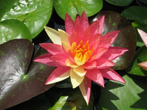 Water lilies are spectacular in ponds. Nymphaea 'Wanvisa' Hardy Waterlily - Turtle Island Waterlilies