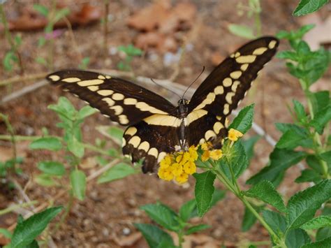 Brendas Texas Wild Garden Giant Swallowtail