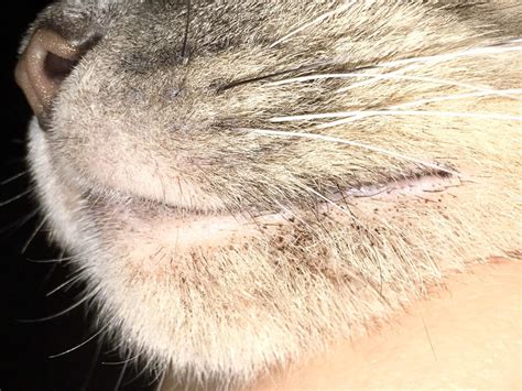 Can Someone Tell Me If This Is Cat Acne On My Cats Chinlips Or Fleas
