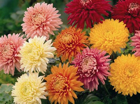Belle Fioris October Plant Of The Month The Chrysanthemum Belle Fiori