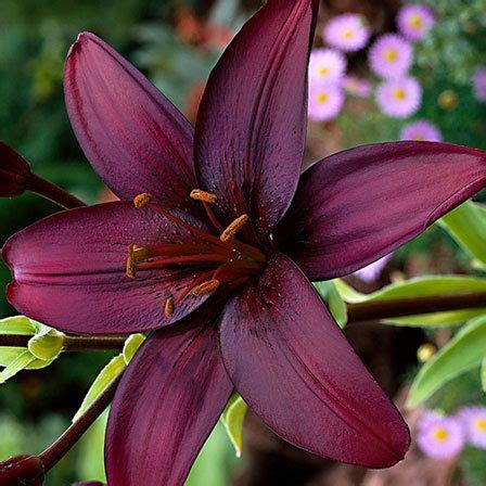 Top 25 Most Beautiful Lilies Black Flowers Large Flowers Tropical