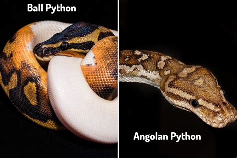 Angolan Python Vs Ball Python 10 Differences