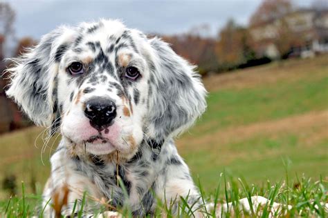 Are English Setters Good Hunting Dogs