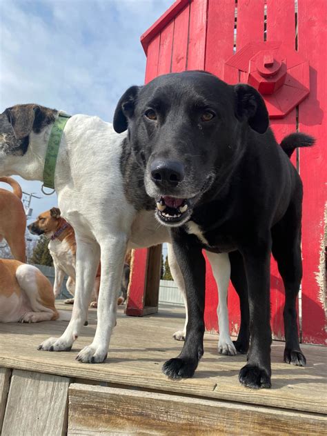 Happy Wednesday from... - Playtime Doggy Daycare Milwaukee