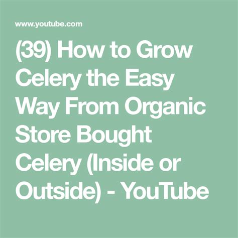 39 How To Grow Celery The Easy Way From Organic Store Bought Celery
