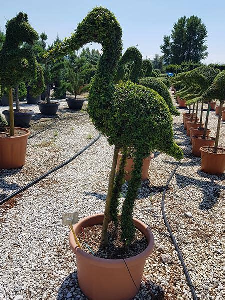 Free shipping on orders over $99.99—buy trees online with garden goods direct® today! Pelican Topiary Tree Ligustrum Jonandrum Buy UK.