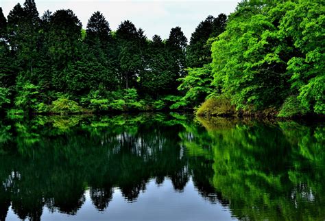обои пейзаж лес сад озеро воды природа Размышления Растения