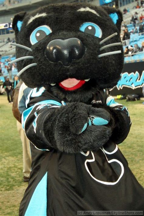 Sir Purr Carolina Panthers Mascot Carolina Panthers Carolina