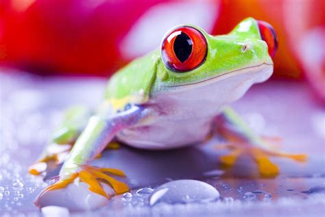 The industry leading website crawler for windows, macos and ubuntu, trusted by thousands of seos and agencies worldwide for technical seo site audits. Red Eyed Tree Frogs, Frog Wallpapers HD / Desktop and Mobile Backgrounds