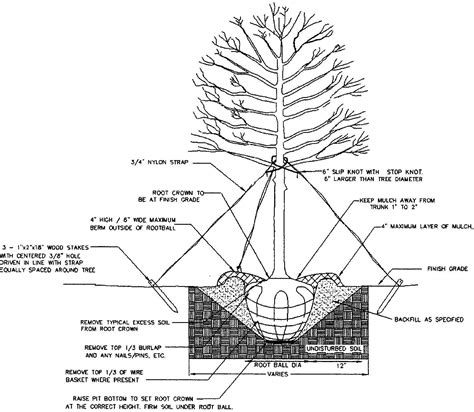 They are the best friends of mankind. Planting Diagram | Planting Trees Correctly | Mr. Jack's Farm | Trees to plant, Plants, Tree
