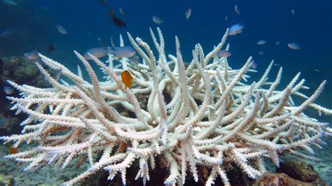 The Great Coral Bleaching Of 2022 91 Of Reefs Affected Impakter