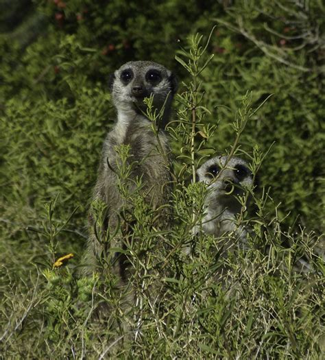 Epostcard 19 Meerkats South Africa Cloud Ridge Naturalists
