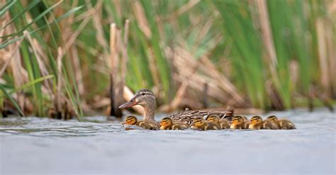 Waterfowl Habitat Ducks Unlimited
