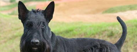 Scottish Terrier Breed Guide Learn About The Scottish Terrier