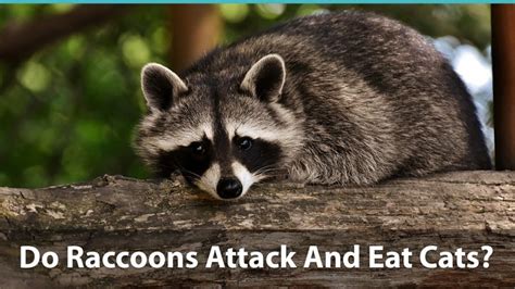 They may lick their lips, adopt a low posture, put their ears back, and potentially have ms menteith says that when a dog does attack, the owner will often say it bit with no warning. Do Raccoons Attack And Eat Cats? How To Keep Your Kitty Safe
