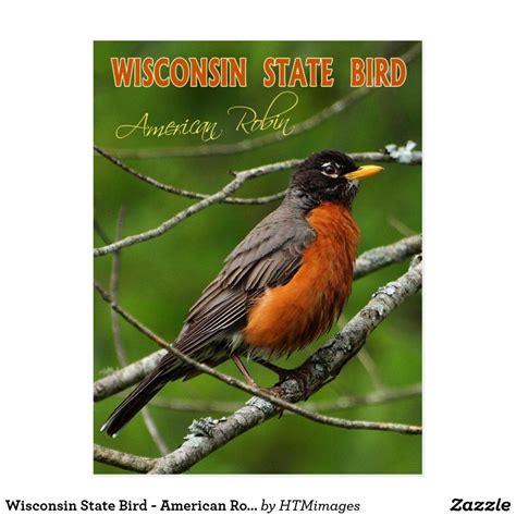 Wisconsin State Bird American Robin Postcard Zazzle American