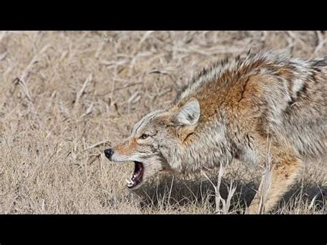coyote sound / coyote call sound / coyote sound effect / Animal sounds