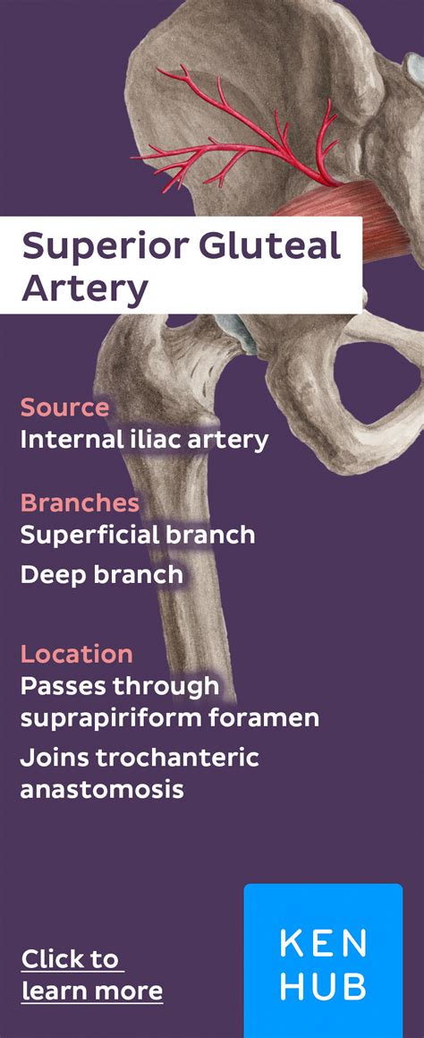 Did You Know The Superior Gluteal Artery Originates From The Internal