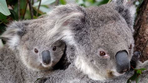 Nsw Qld And Act Officially List Koalas As ‘endangered Species News