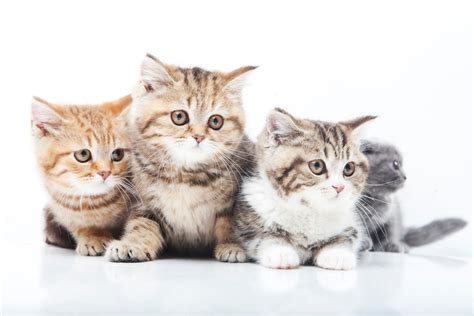 小さい猫5選！猫種と小さい猫の飼い方を紹介します ペットショップ 犬の家and猫の里 子犬だけでなく子猫の情報もたくさん