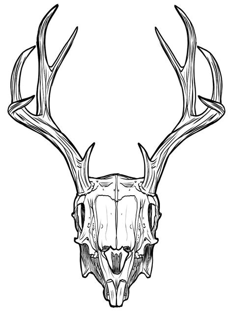 Skull svg file, flower skull svg, skull cut file, floral skull clip art, sugar skull svg file, skull vector, halloween, gothic, skeleton. Pin by Michael Scuderi on Shapes | Antler illustration ...