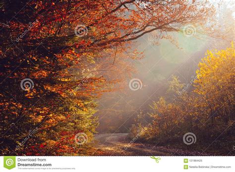 Nature Autumn Sunshine Leaves Yellow Forest Morning Colorful Sun Rays
