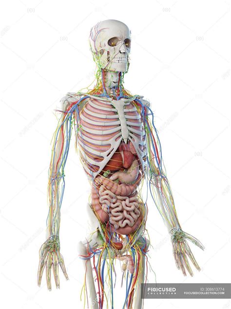 Check spelling or type a new query. Male upper body anatomy and internal organs, computer ...
