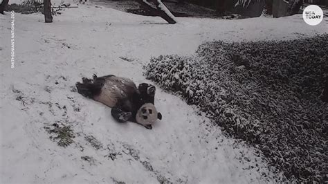 Pandas Slide Down Snowy Hill At Smithsonians National Zoo