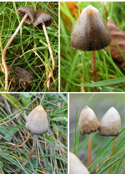 The Notorious Magic Mushroom The Mushroom Diary Uk Wild Mushroom