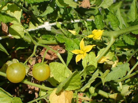 Scirpidiellas Plants Wild Tomato Species Lycopersicon Spp Part 2