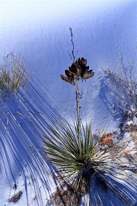 Tree Rio Grande Cottonwood At The White Sands National Park Stock