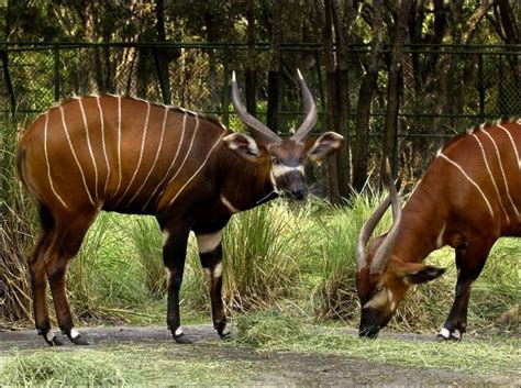 Large Antelope Dies After Dash To Rhino Moat Toledo Blade