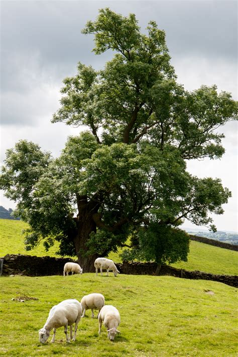 Landscape Sheep Tree Free Stock Photo Public Domain Pictures