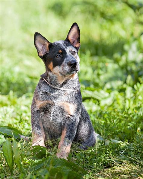 How Do You Raise A Blue Heeler Puppy Simple And Effective Tips