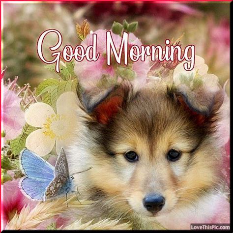 Adorable Good Morning Dog Pictures Photos And Images For Facebook