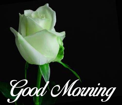 Good Morning White Rose Good Morning Flowers Morning Pictures Good