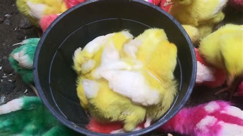 Menangkap Anak Ayam Lucu Anak Ayam Raibowayam Warna Warniayam