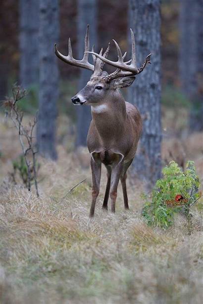 Deer Hunting Whitetail Bucks Buck Creek Apple