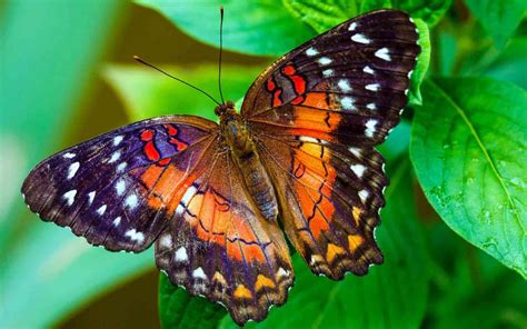 Красивые фотографии с бабочками Fotorelax