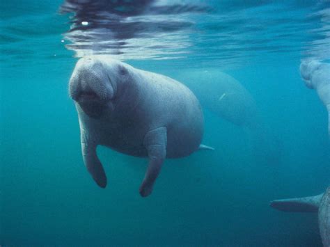 Manatee Wallpapers Wallpaper Cave