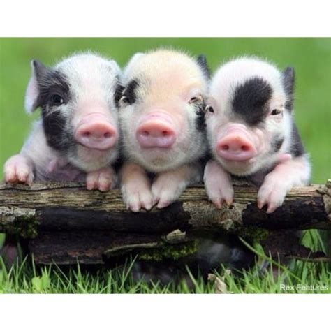 Pigs Are Just Too Cute Baby Animals Baby Pigs Cute Animals