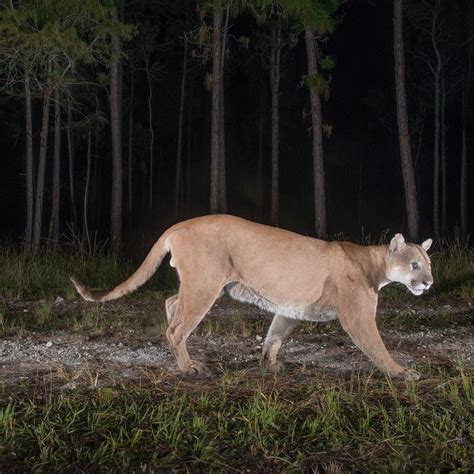 photo by carltonward a male florida panther traverses pine flatwoods in flori… florida