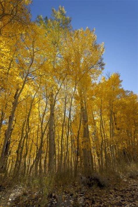 Yellow Autumn Aspen árboles Sierra Nevada Range California Sierra