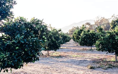 Challenges And Change For San Diego Citrus Farmers Edible San Diego
