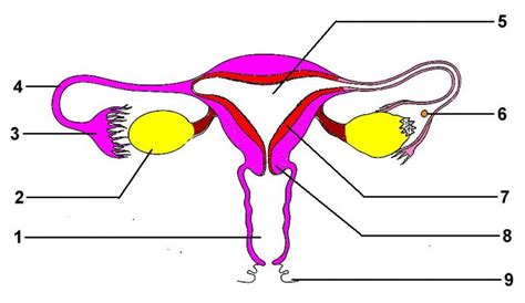 Anatomie De Lappareil Reproducteur De La Femme Test Svt De La Grenouille Hot Sex Picture